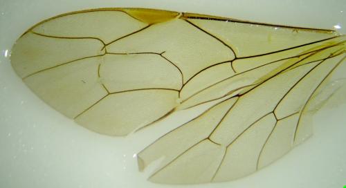 Netelia ocellaris